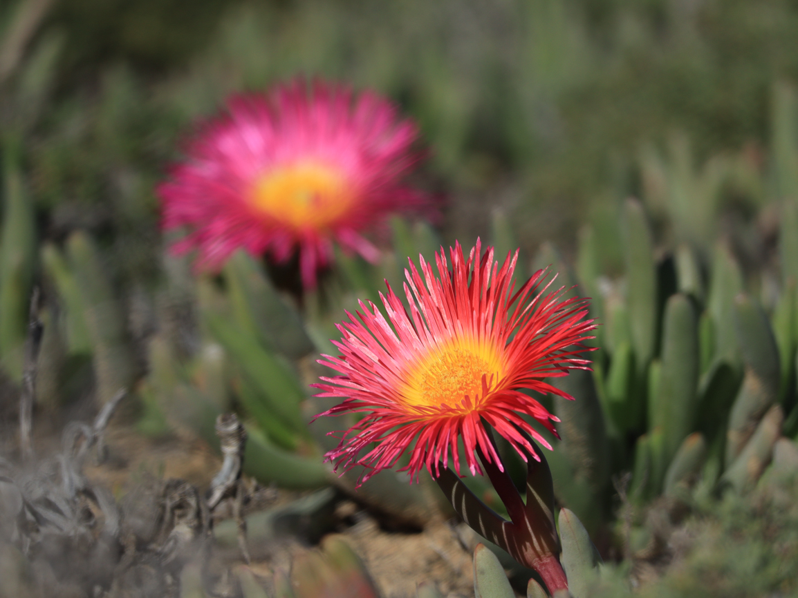 Nuwefonteinskop Wildflower Trail with Wide Open Spaces