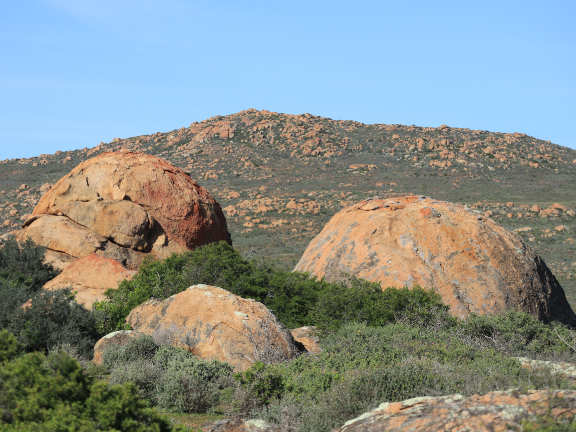 Nuwefonteinskop Wildflower Trail with Wide Open Spaces