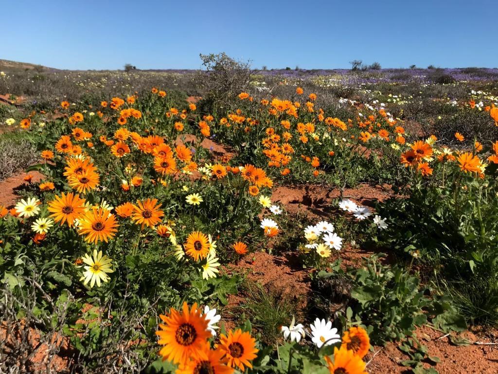 Nuwefonteinskop Wildflower Trail
