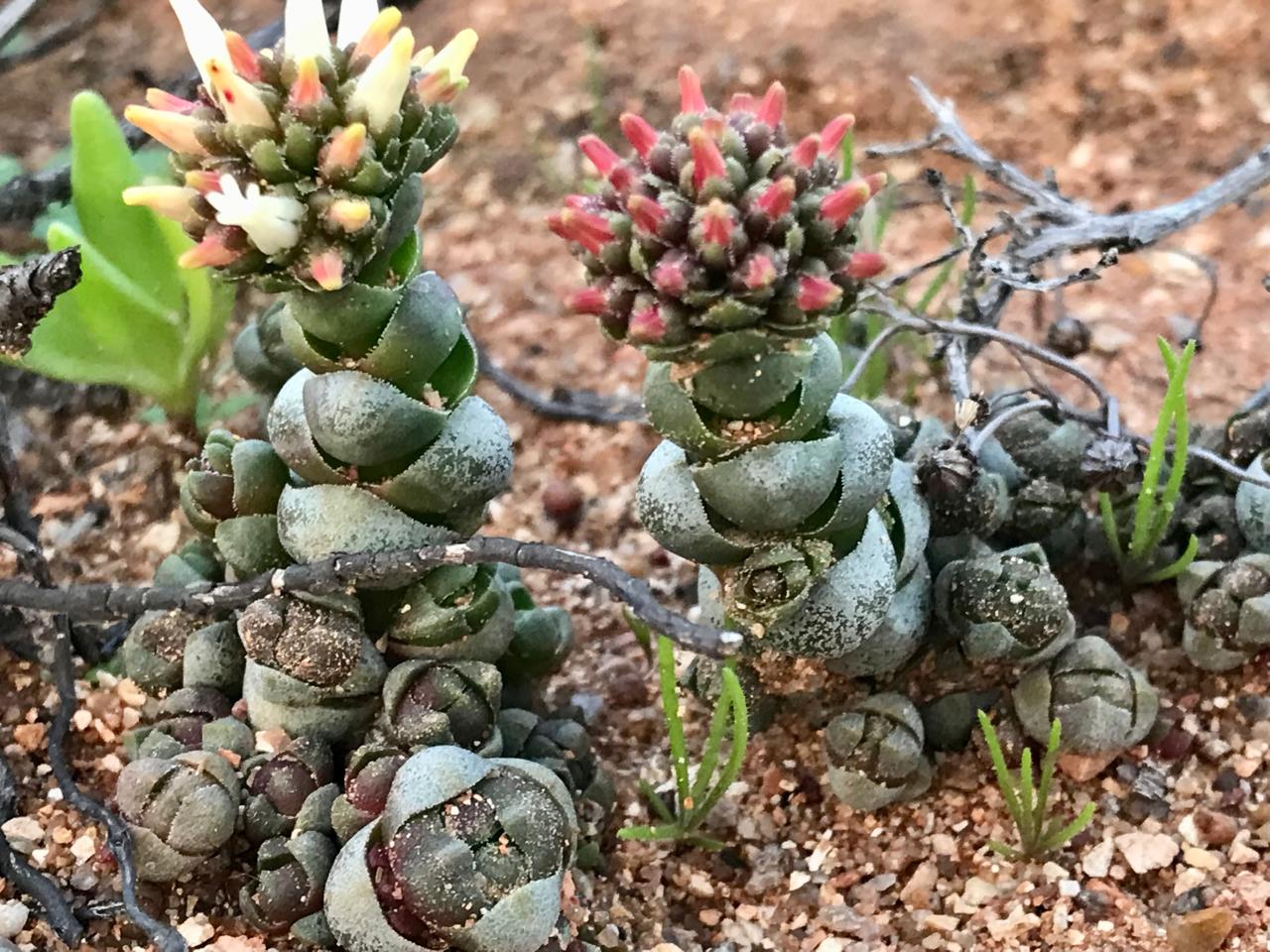 Nuwefonteinskop Wildflower Trail