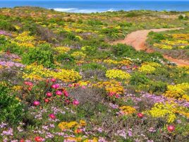 Nuwefonteinskop Wildflower Trail