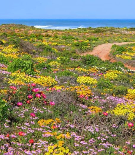 Nuwefonteinskop Wildflower Trail