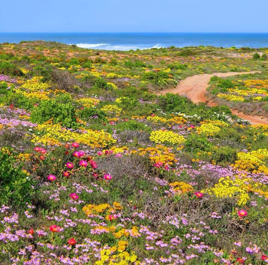 Nuwefonteinskop Wildflower Trail